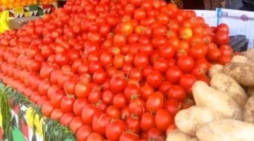 تراجع الأسعار اليوم الطماطم بـ9 جنيهات في كفر الشيخ الثلاثاء